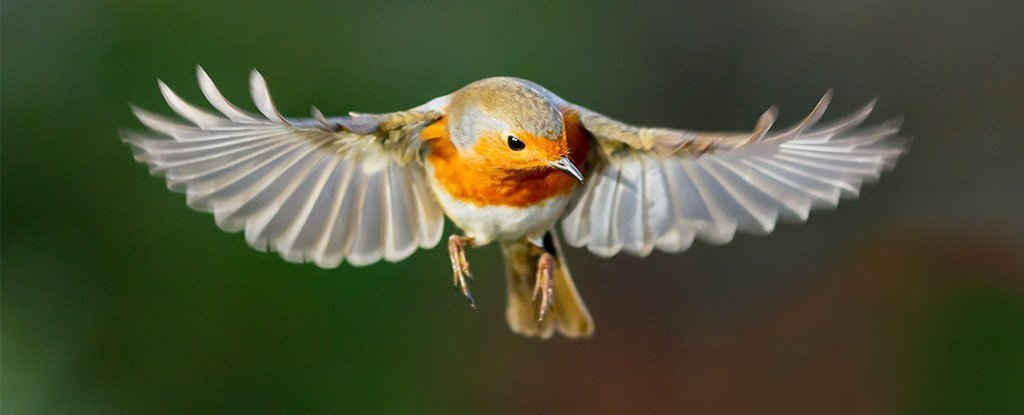 Birds have an ambiguous „quantum sense“.  For the first time, scientists saw it in action