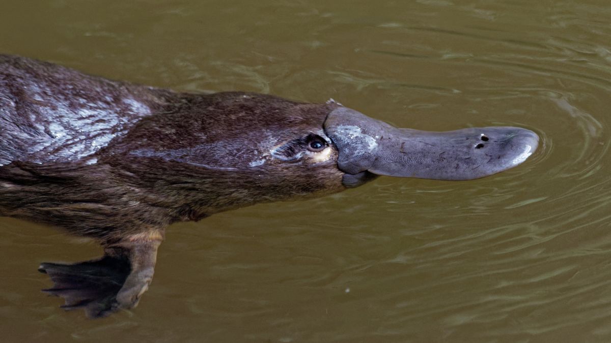 Researchers are taking another look at Platypus DNA, and yes, it’s still weird